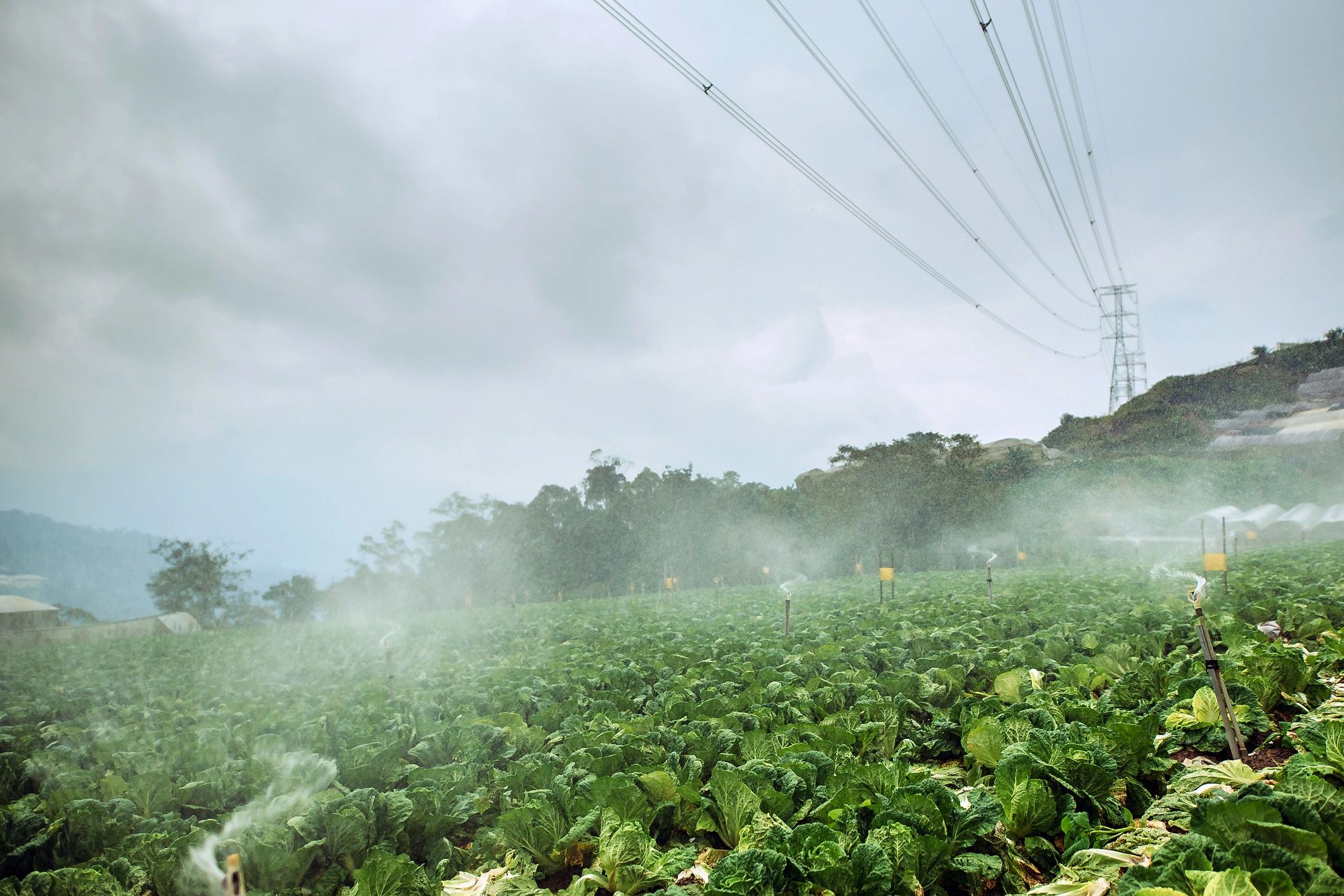 Wide cabbage field representing the Church's playful doctrine