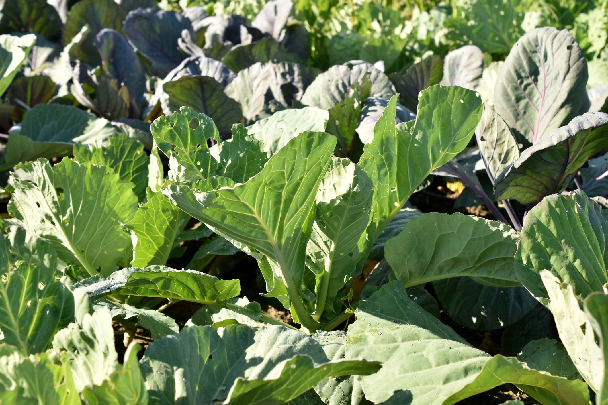Broad cabbage leaves viewed from above