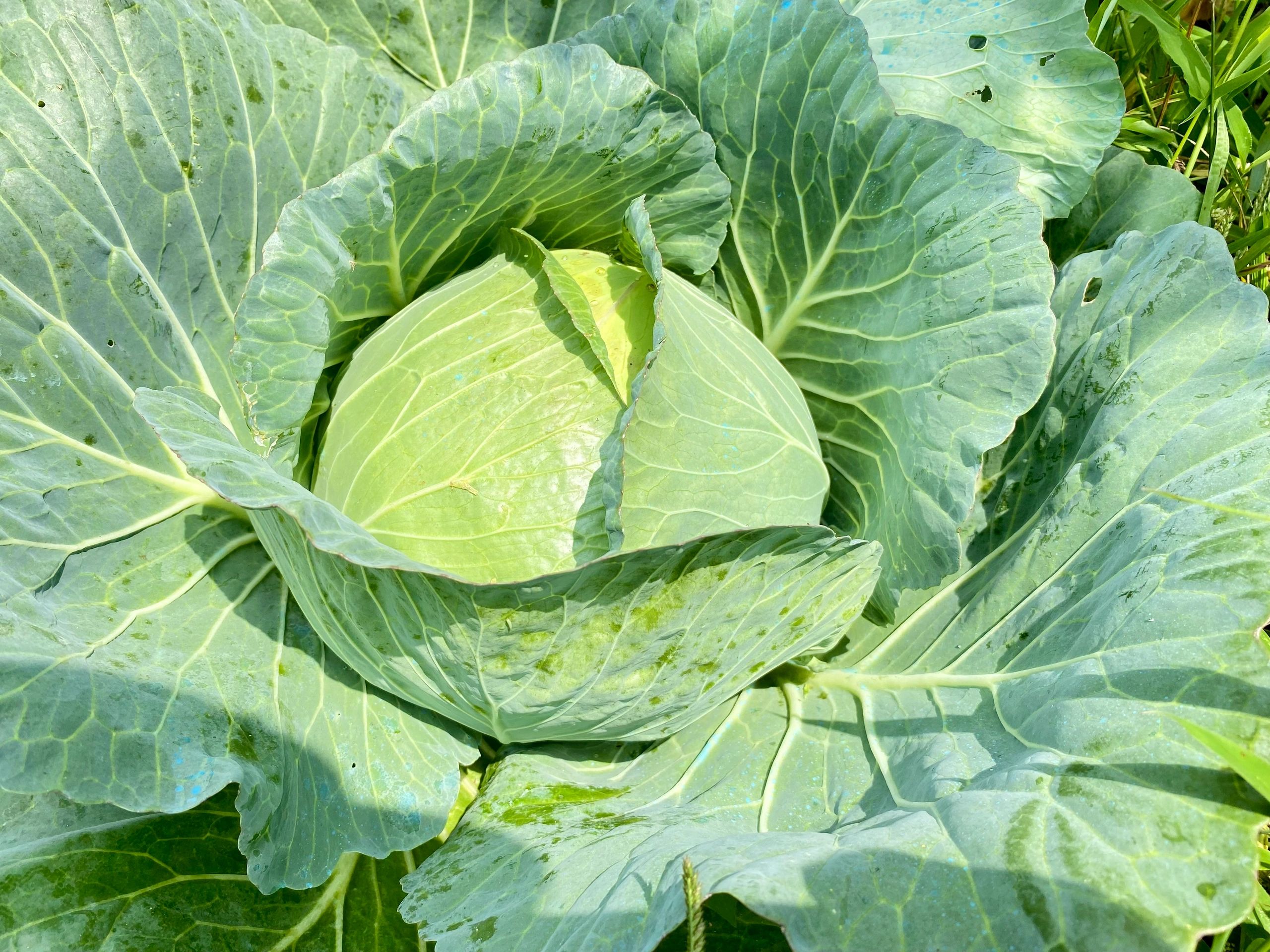 Fresh green cabbage growing in daylight