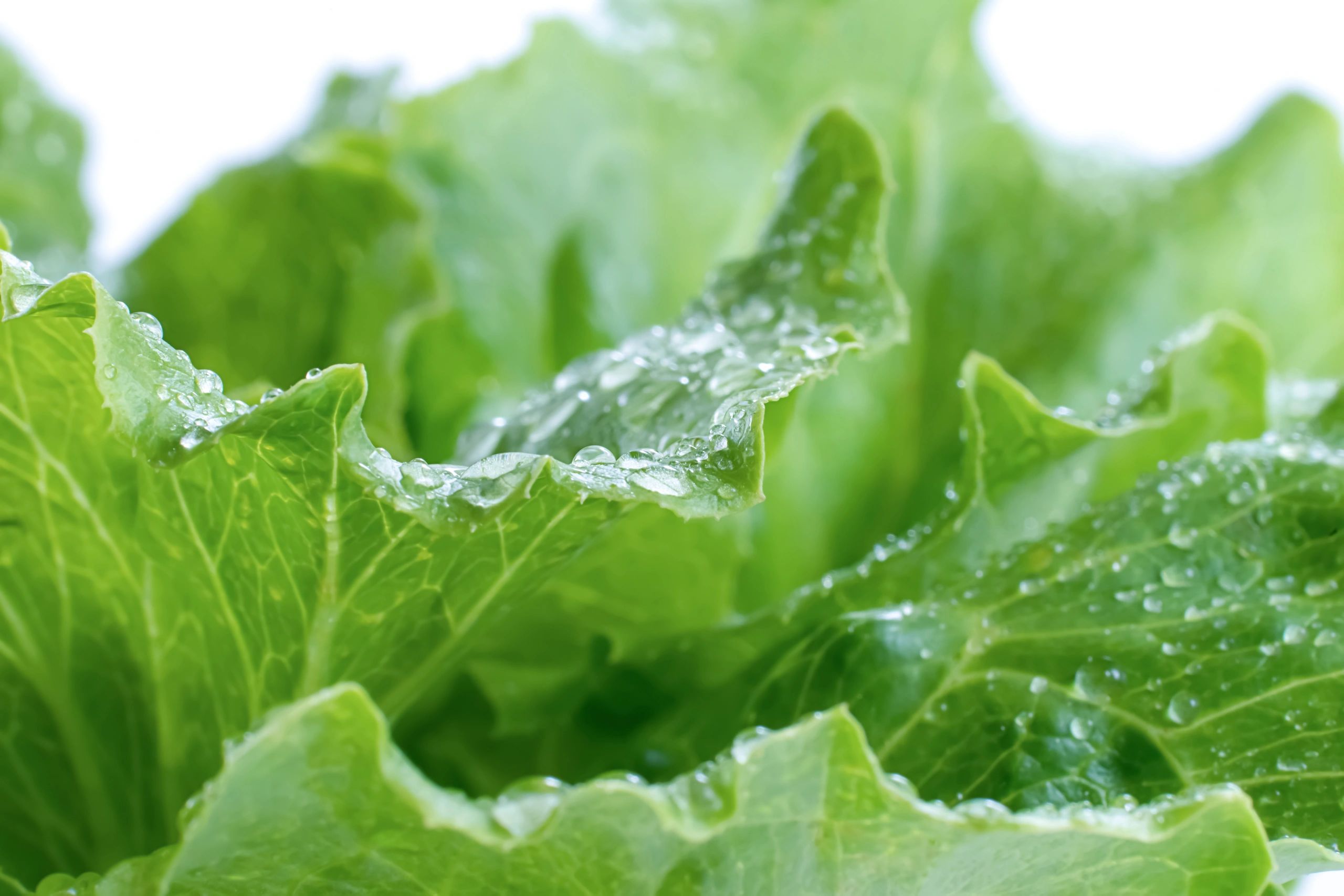 Close-up leafy green texture with water droplets