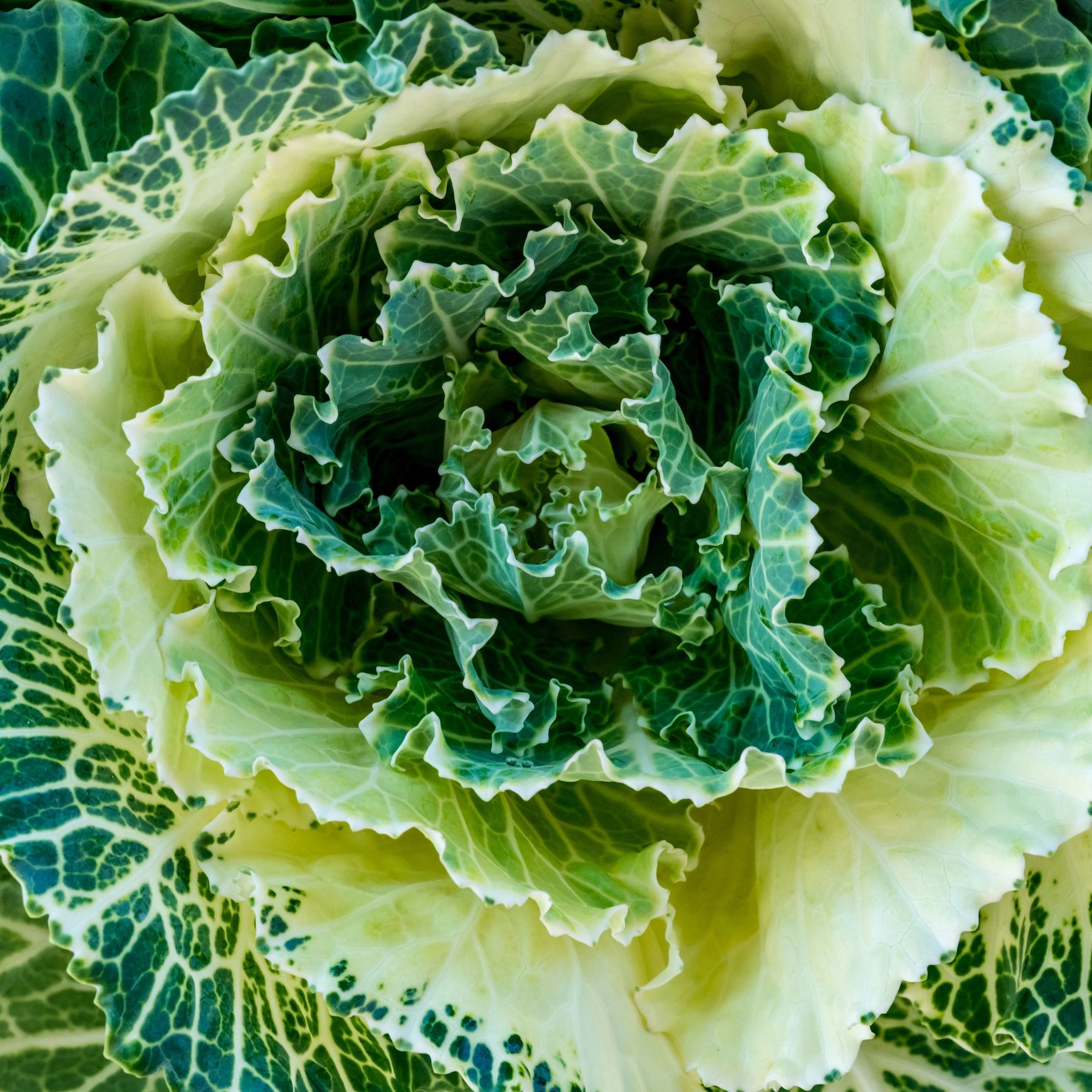 Top view of green cabbage showing layered leaves